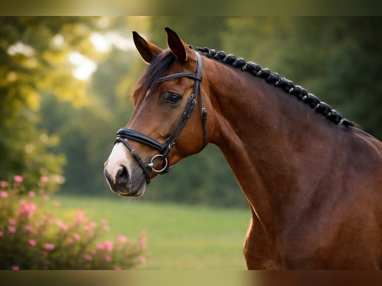 Hannover Castrone 9 Anni 175 cm Baio in St remy de provence