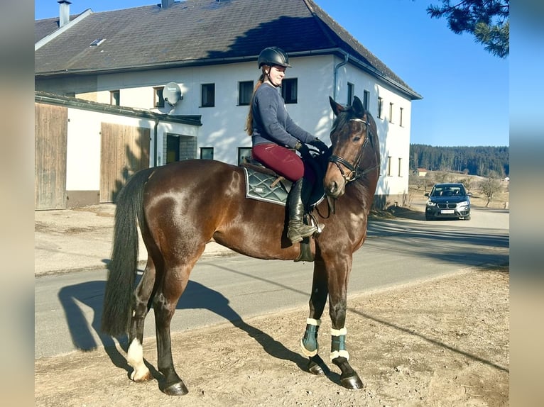 Hannover Castrone 9 Anni 175 cm Baio scuro in Pelmberg