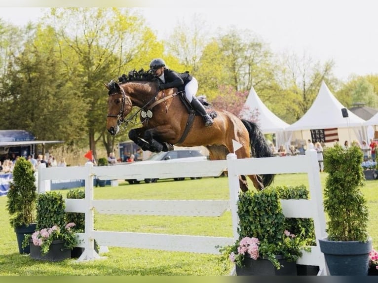 Hannover Castrone 9 Anni 176 cm Baio in Heeslingen