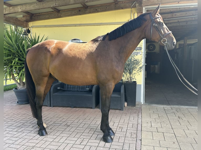 Hannover Castrone 9 Anni 176 cm Baio scuro in Kühnsdorf