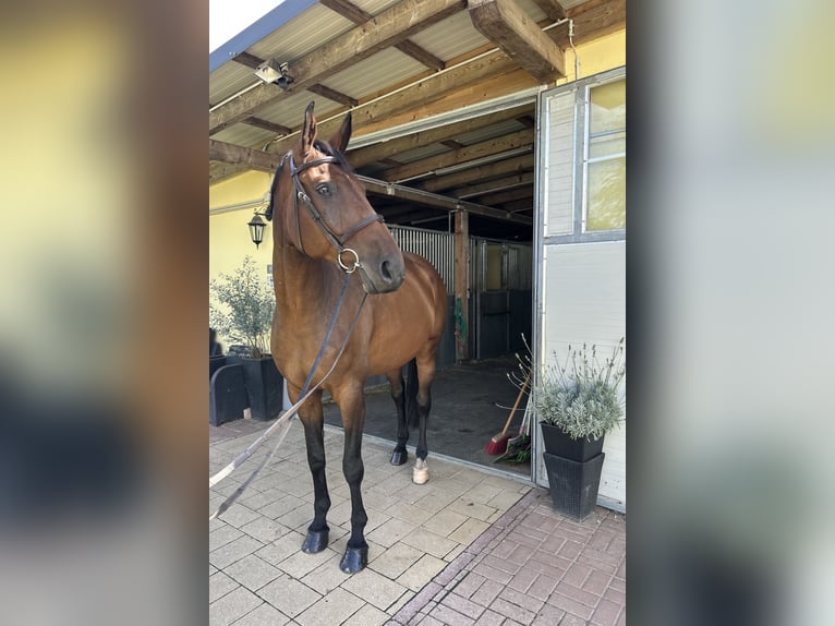Hannover Castrone 9 Anni 176 cm Baio scuro in Kühnsdorf