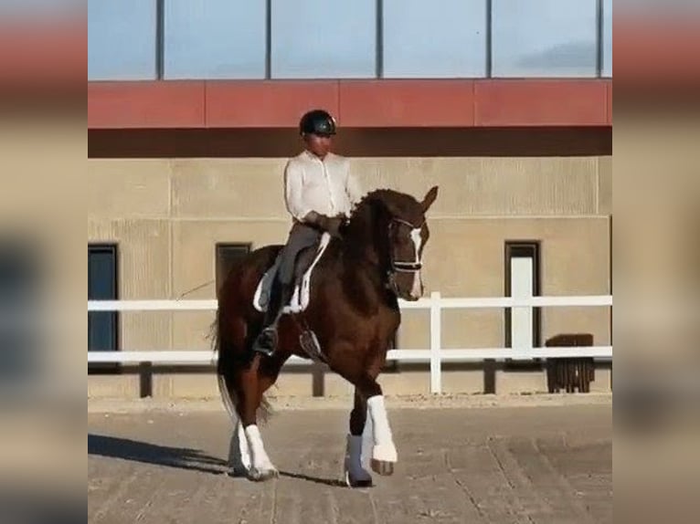 Hannover Castrone 9 Anni 177 cm Baio in Sevilla