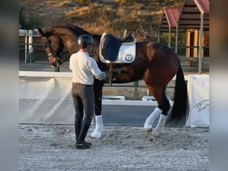 Hannover Castrone 9 Anni 177 cm Baio in Sevilla