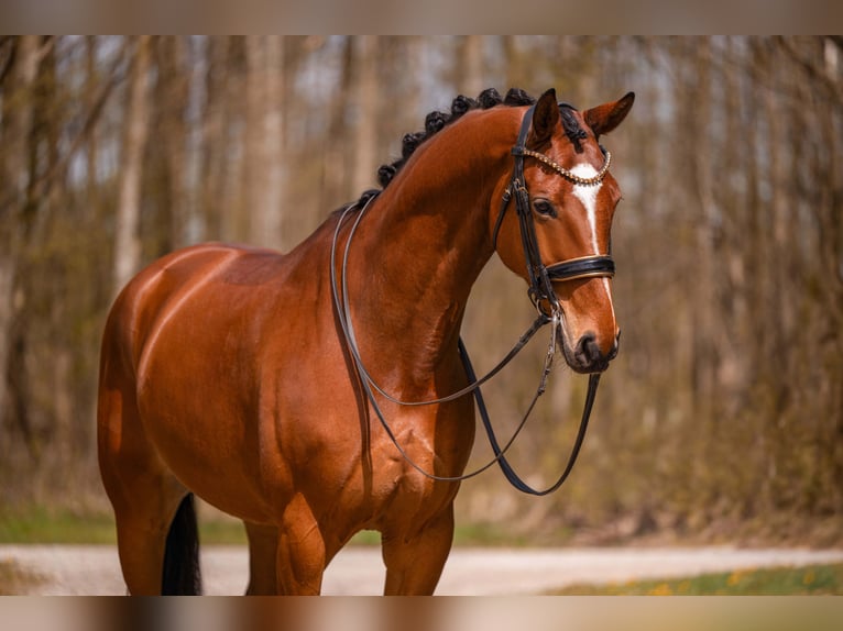 Hannover Castrone 9 Anni 177 cm Baio in Wehringen