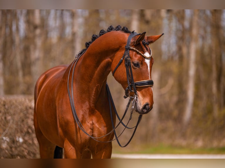 Hannover Castrone 9 Anni 177 cm Baio in Wehringen