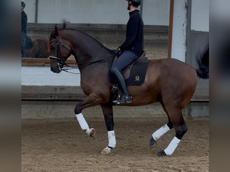 Hannover Castrone 9 Anni 177 cm Baio in geldern
