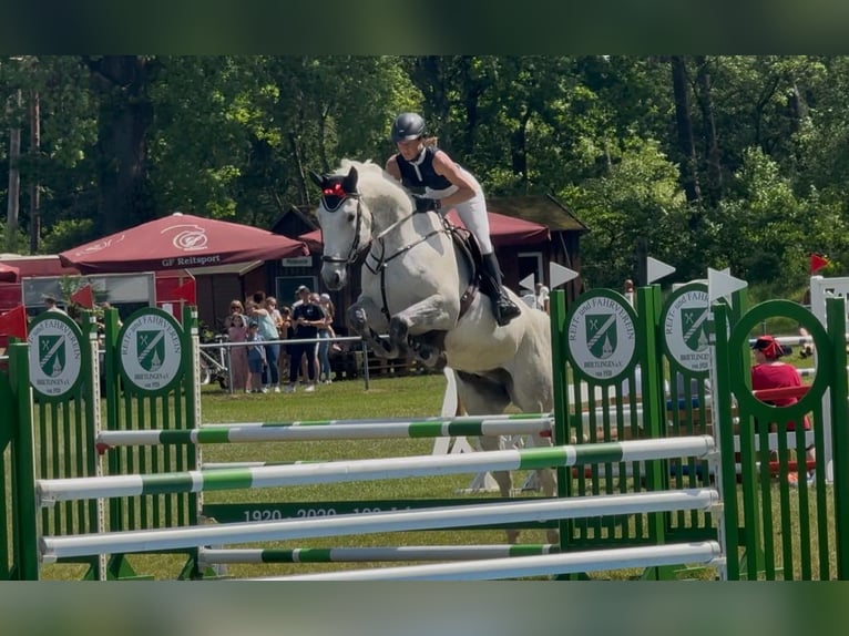 Hannover Castrone 9 Anni 178 cm Grigio in Hittbergen