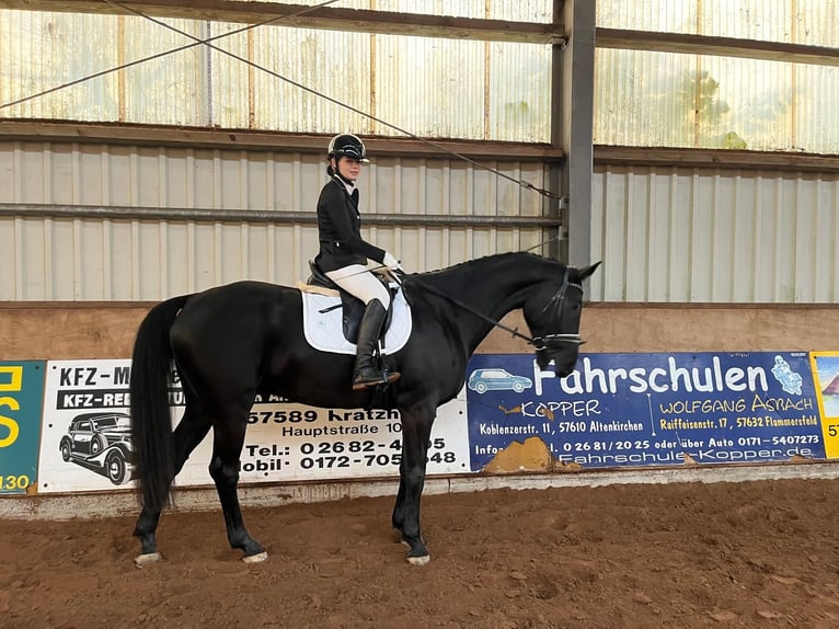 Hannover Castrone 9 Anni 178 cm Morello in Pracht