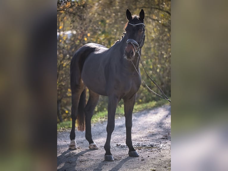 Hannover Castrone 9 Anni 181 cm Baio nero in Gossau ZH