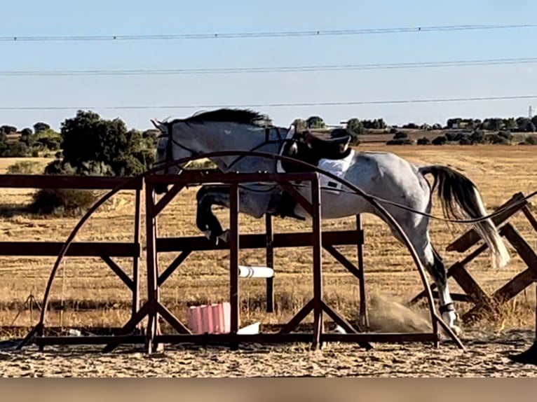 Hannover Castrone 9 Anni 181 cm Grigio in Brunete Hannover Castrone 9 Anni 181 cm Grigio in Brunete