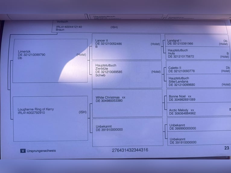 Hannover Castrone 9 Anni 181 cm Grigio in Castro urdiales