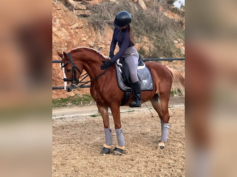 Hannover Castrone 9 Anni Falbo in Mijasijas