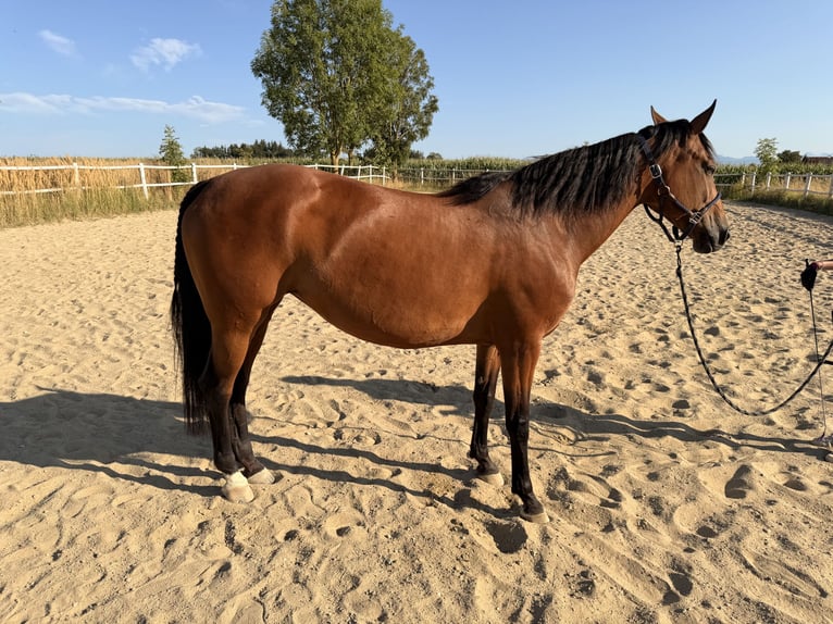 Hannover Giumenta 10 Anni 159 cm Baio in Steyr