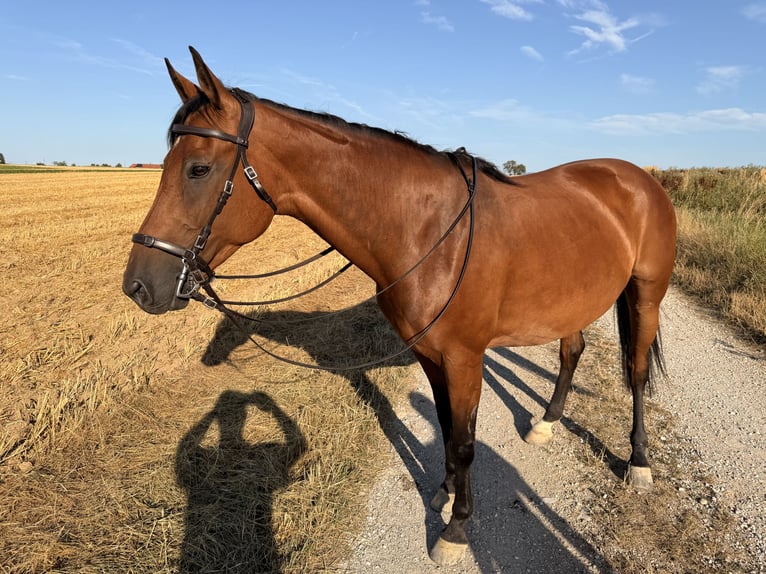 Hannover Giumenta 10 Anni 159 cm Baio in Steyr