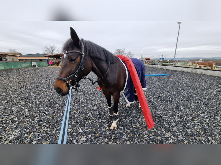 Hannover Giumenta 10 Anni 160 cm Baio scuro in Erdmannhausen