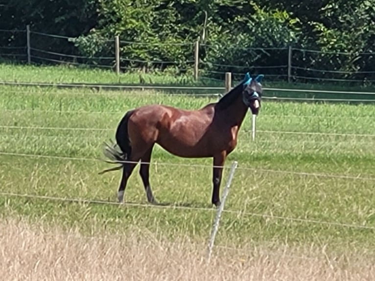 Hannover Giumenta 10 Anni 162 cm Baio in Nienburg