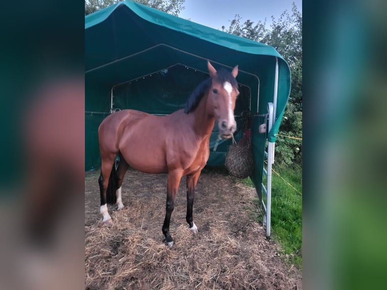 Hannover Giumenta 10 Anni 162 cm Baio in Nienburg