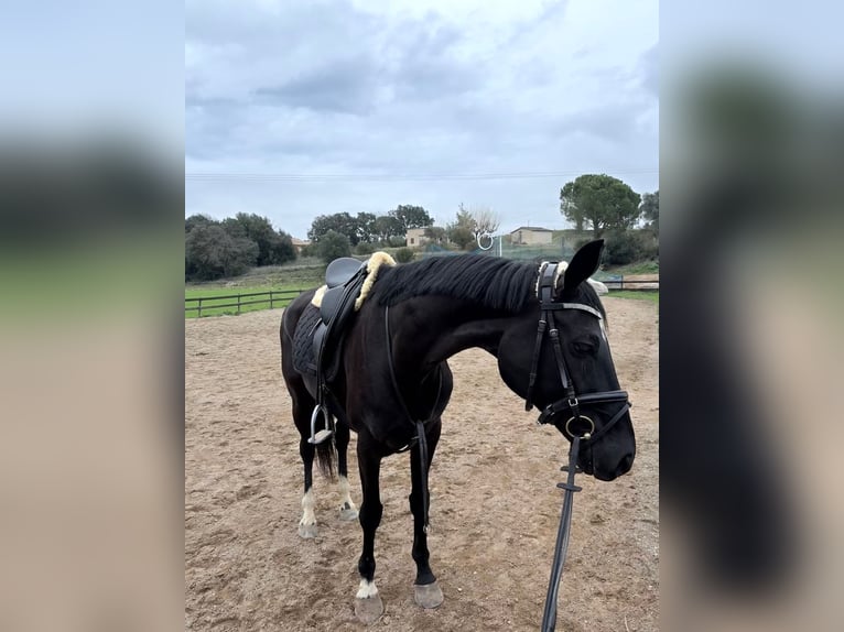 Hannover Giumenta 10 Anni 162 cm Morello in Pedrinya (Ajuntament Crespia)