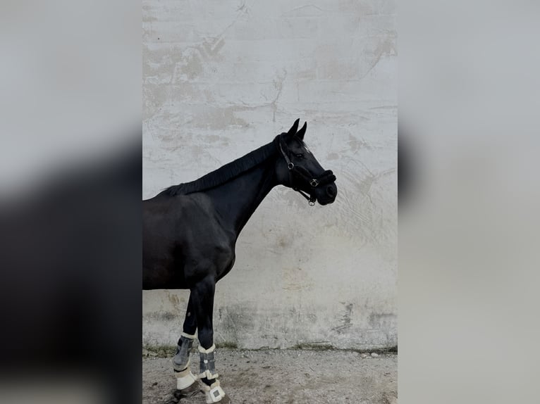 Hannover Giumenta 10 Anni 162 cm Morello in Pedrinya (Ajuntament Crespia)