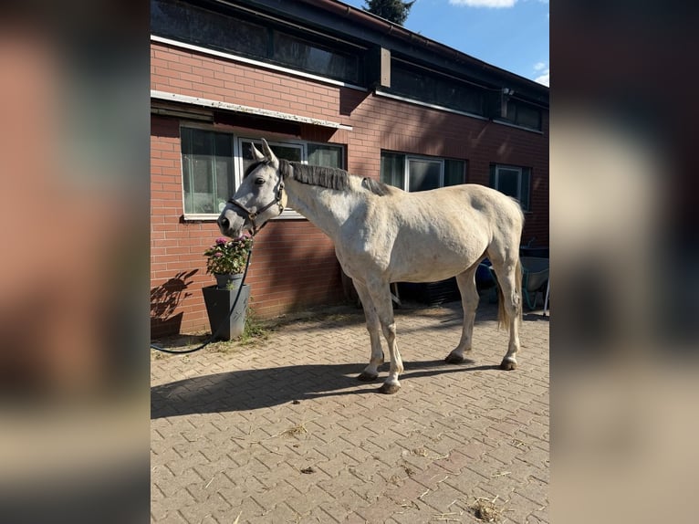 Hannover Giumenta 10 Anni 163 cm Grigio in Neustadt bei Coburg