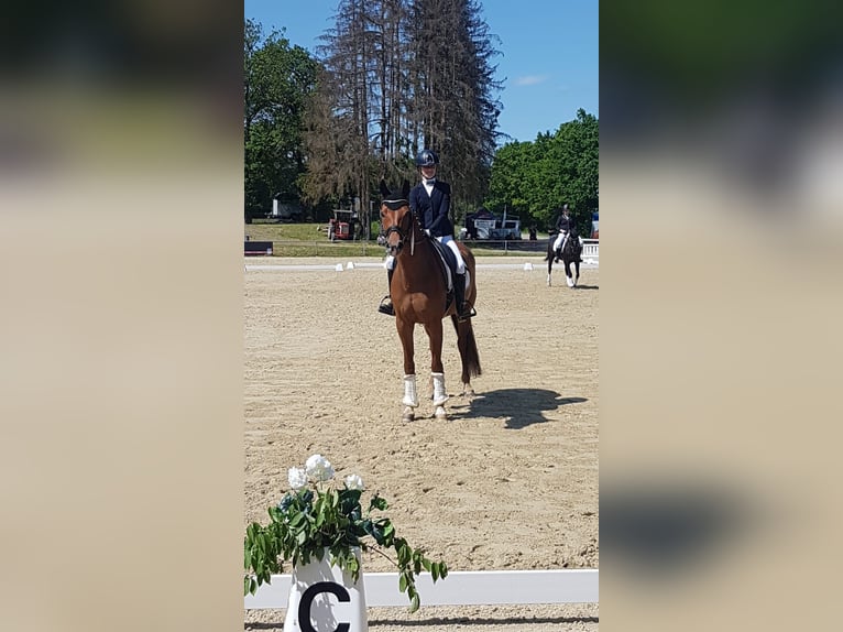 Hannover Giumenta 10 Anni 163 cm Sauro in Hünfelden