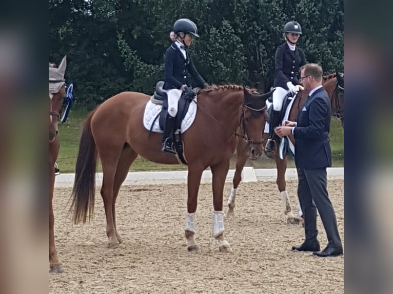 Hannover Giumenta 10 Anni 163 cm Sauro in Hünfelden