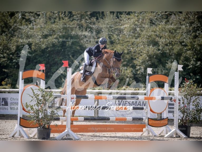 Hannover Giumenta 10 Anni 163 cm Sauro in Ascheberg