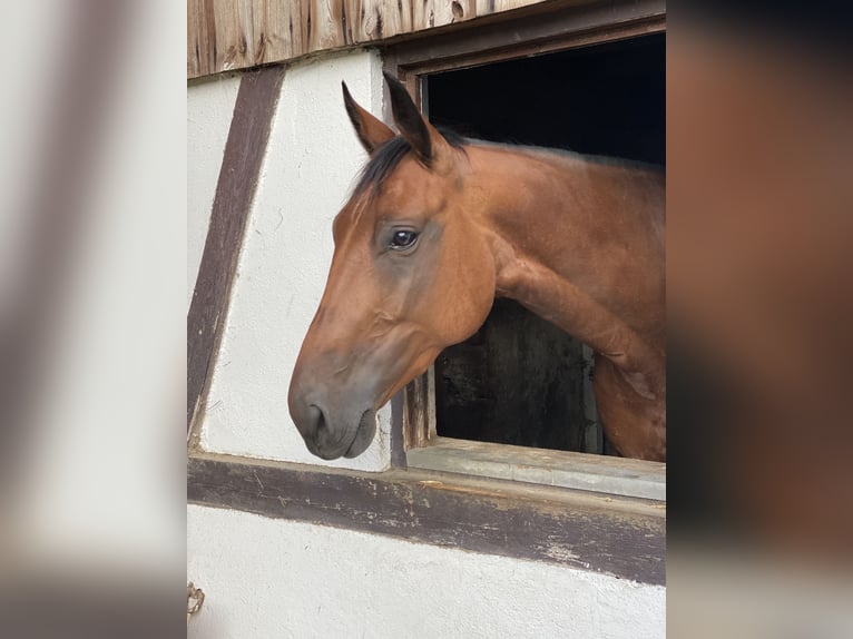 Hannover Giumenta 10 Anni 164 cm Baio in Neckargemünd