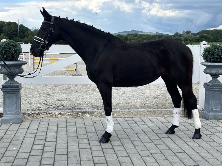 Hannover Giumenta 10 Anni 164 cm Morello in Riedlingen