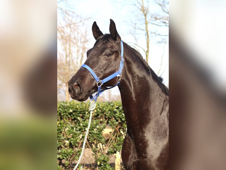 Hannover Giumenta 10 Anni 164 cm Morello in Selsingen