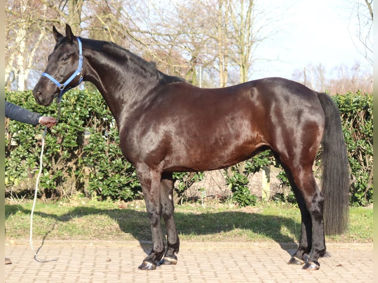 Hannover Giumenta 10 Anni 164 cm Morello in Selsingen
