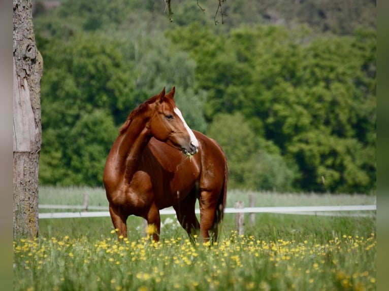 Hannover Giumenta 10 Anni 164 cm Sauro in Beratzhausen