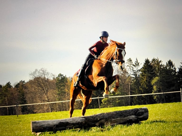 Hannover Giumenta 10 Anni 164 cm Sauro in Beratzhausen