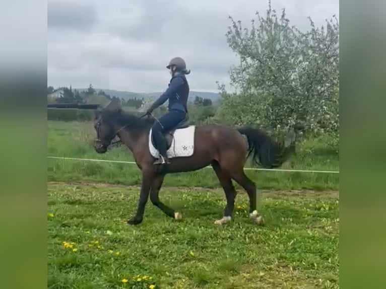 Hannover Giumenta 10 Anni 165 cm Baio in Oberursel