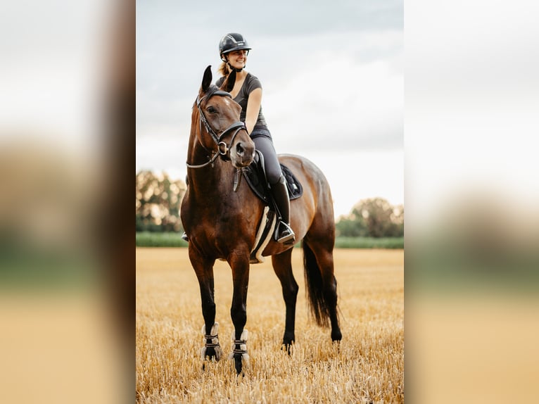 Hannover Giumenta 10 Anni 165 cm Baio in Recke