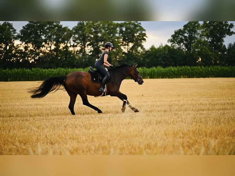 Hannover Giumenta 10 Anni 165 cm Baio in Recke