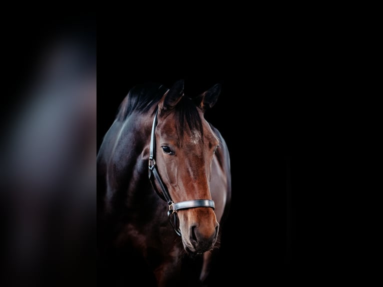 Hannover Giumenta 10 Anni 165 cm Baio in Recke