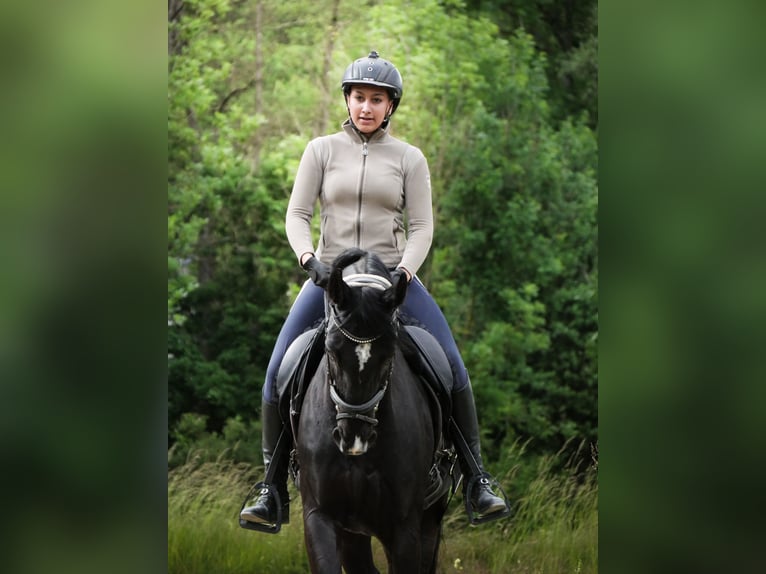 Hannover Giumenta 10 Anni 165 cm Baio nero in Stuttgart Stuttgart-West
