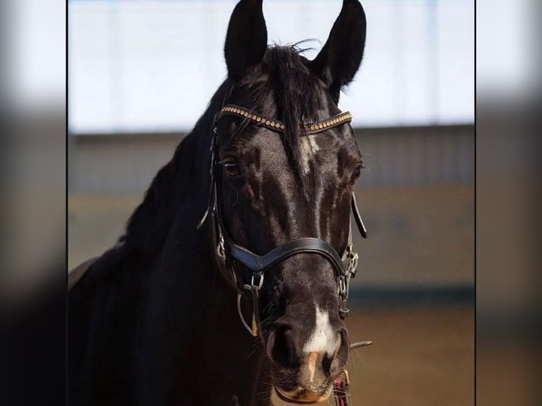 Hannover Giumenta 10 Anni 165 cm Baio nero in Stuttgart Stuttgart-West