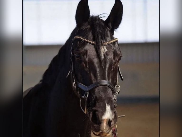 Hannover Giumenta 10 Anni 165 cm Baio nero in Stuttgart Botnang
