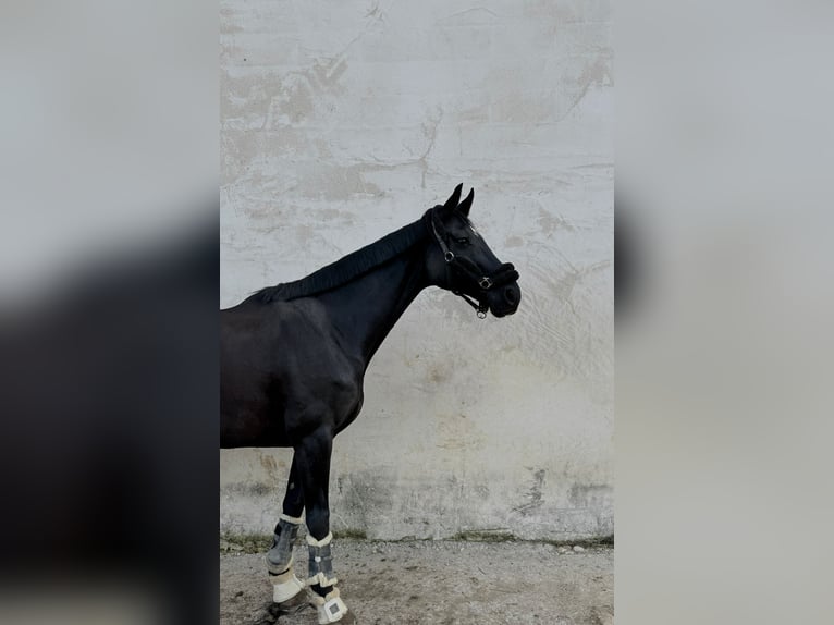 Hannover Giumenta 10 Anni 165 cm Morello in Vilert