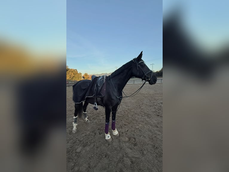 Hannover Giumenta 10 Anni 165 cm Morello in Vilert