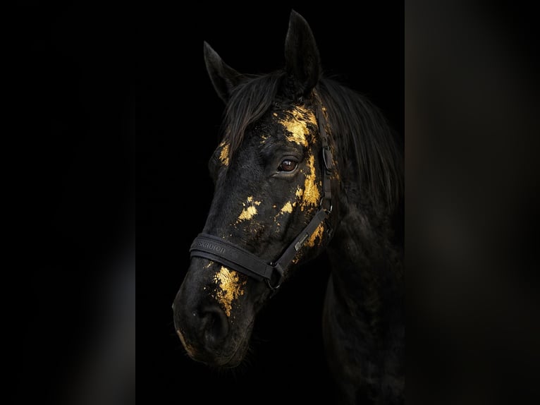 Hannover Giumenta 10 Anni 165 cm Morello in Salzgitter HohenrodeSalzgitter