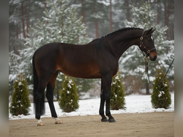 Hannover Giumenta 10 Anni 167 cm Baio in Mor