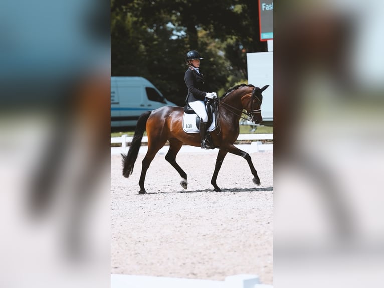 Hannover Giumenta 10 Anni 167 cm Baio nero in Dreieich