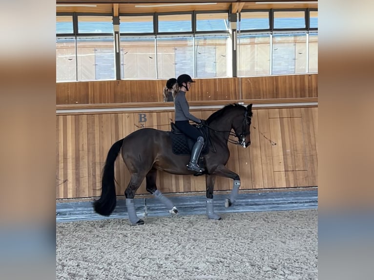 Hannover Giumenta 10 Anni 167 cm Baio nero in Dreieich