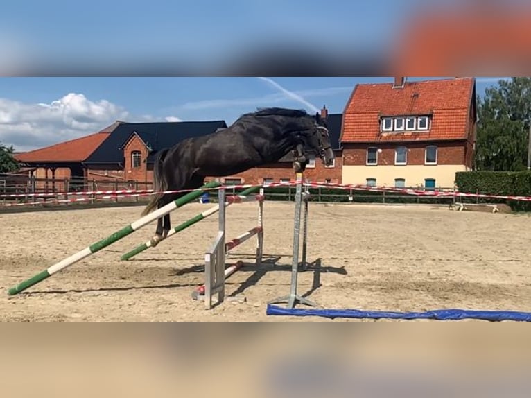 Hannover Giumenta 10 Anni 167 cm Grigio in Gronau (Leine)Gronau