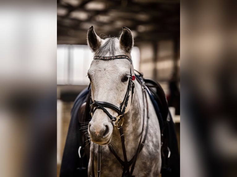 Hannover Giumenta 10 Anni 167 cm Grigio in Dortmund