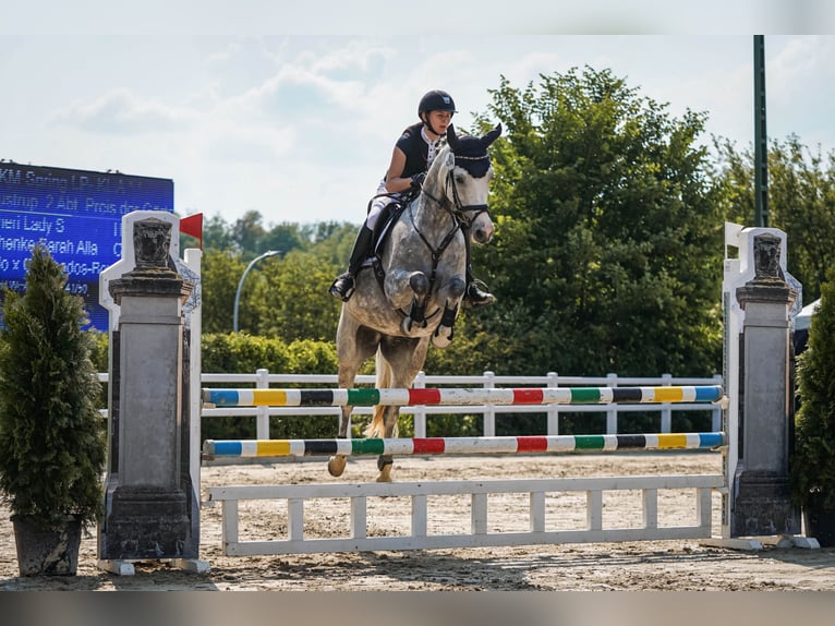 Hannover Giumenta 10 Anni 167 cm Grigio in Dortmund