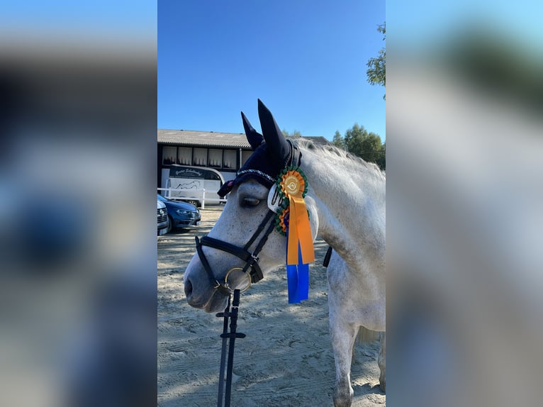 Hannover Giumenta 10 Anni 167 cm Grigio in Dortmund